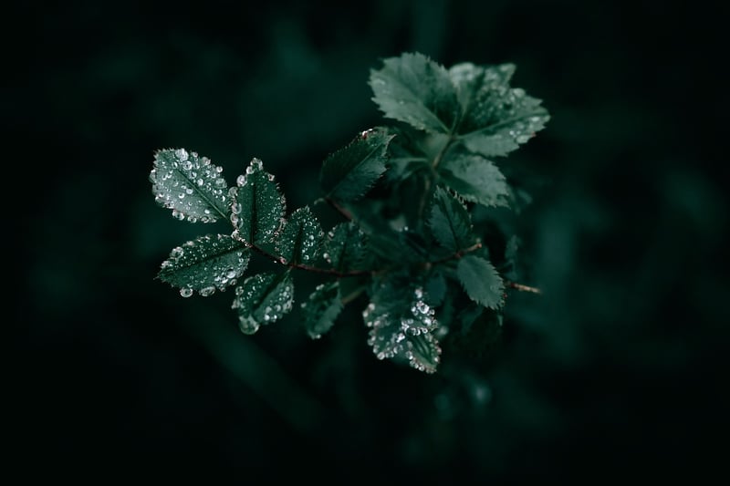 Dark Image